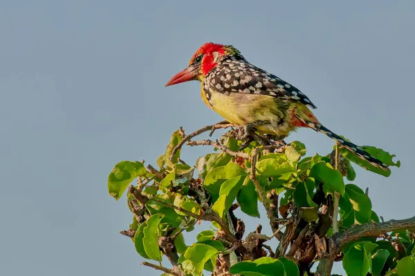 stock image Red and Yellow Barbet Sitting at Top of Small Bush