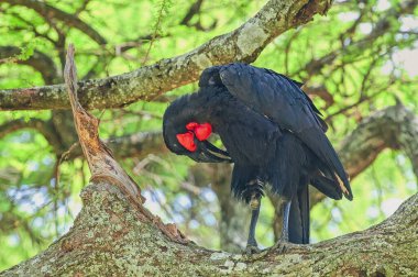 Güney Toprak Gürültüsü Preening