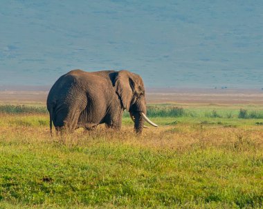Afrika Fili Ngorongoro Krateri 'nde duruyor.