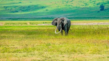 Fil, Ngorongoro Krateri 'nin zemininde duruyor.