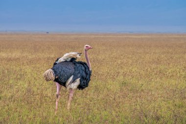 Erkek Masai Devekuşu Serengeti Bölgesi 'ni araştırıyor.