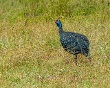Serengeti 'nin Çimlerinde Yalnız Gine Baykuşu