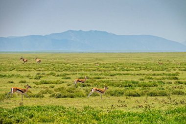 Thomson 'un Ceylanları Ngorongoro Kraterinde Koşuyor