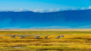 Zebralar Ngorongoro Kraterinde Koşuyor
