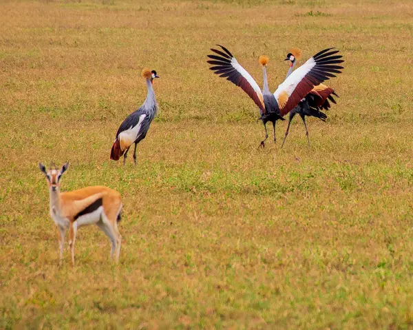 stock image Three Gray Crowned Cranes with a Thomson's Gazelle in Foreground