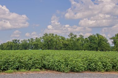 Kısmen Bulutlu Mavi Gökyüzünün Altında Pamuk Büyüyor