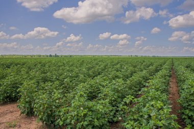 Kuzeybatı Louisiana 'da Pamuk Bitkileri Çiçeklenmeye Başlıyor