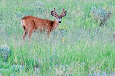 Katır Geyiği Buck Uzun Çimenler ve Yabani Çiçekler 'de