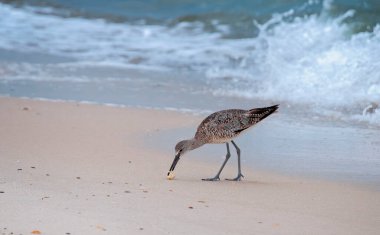 Dowitcher Küçük Kabuklu deniz ürünleriyle besleniyor