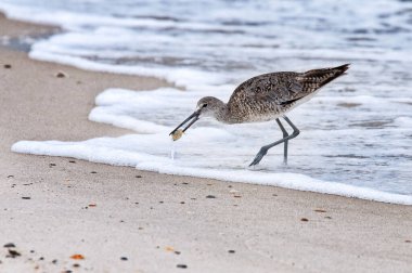 Gagasında Küçük Kabuklularla Sörfte Dowitcher