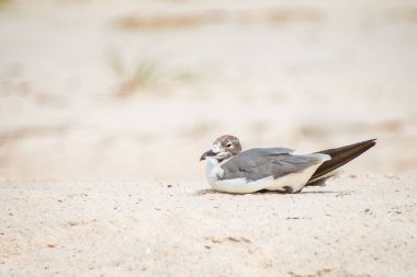 Olgunlaşmamış Gülen Martı Beyaz Kumsal 'da Dinleniyor