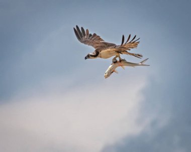 Osprey Pençelerle Pompano ile Uçuyor