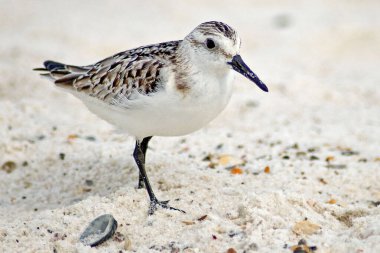 Yalnız Sanderling Beyaz Kumsal 'da duruyor