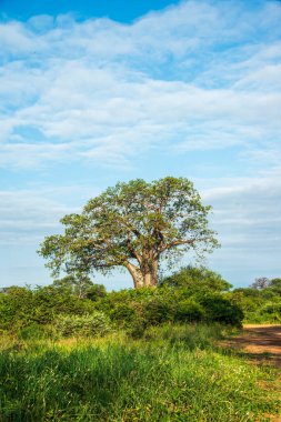 Baobab Ağacı Tanzanya 'daki Toprak Yol' un yanında.