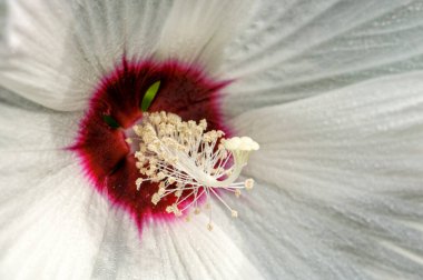 Güzel botanik fotoğrafı, doğal duvar kağıdı.