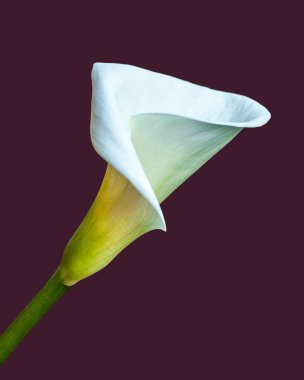 Beyaz Calla Lilly Mor Arkaplan Karşısında