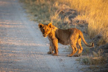 Küçük bir aslan yavrusu, güneş Namibya 'daki Etosha Ulusal Parkı' nda batarken kameraya yakın yoldan geçiyor.