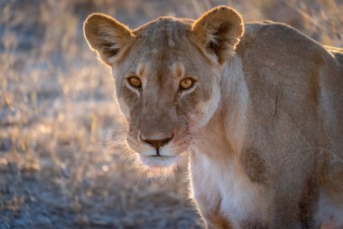 Namibya 'daki Etosha Ulusal Parkı' nın düzlüklerinde batan güneş tarafından aydınlatılan dişi bir aslanın yakın plan portresi.