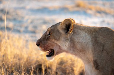 Namibya 'daki Etosha Ulusal Parkı' nda arkasında güneş batarken otlakta yürüyen güçlü bir dişi aslan profili.