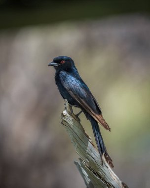 Çatal kuyruklu bir drongo 'nun yakın plan portresi, Namibya' nın Etosha kentindeki yeşil bir arka planda ölü bir ahşabın ucunda duruyordu.