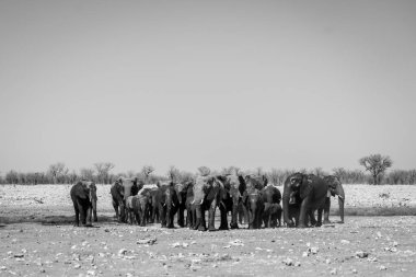 Namibya 'daki Etosha Ulusal Parkı' ndaki bir su birikintisinde gökyüzünde bir sürü negatif alana sahip büyük bir fil sürüsünün siyah beyaz fotoğrafı.