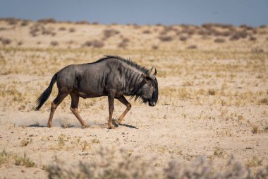 Namibya 'daki Etosha Ulusal Parkı' nın sıcak, tozlu otlaklarında kameranın karşısında yavaşça yürüyen yalnız bir antilop.