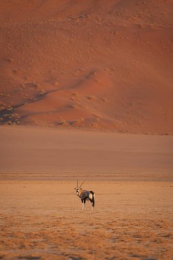 Sossusvlei, Namibya 'da geniş bir kum tepeciğinin önündeki izleyiciye bakan yalnız bir antilop.
