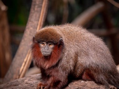 A red titi monkey sat on a log looking at the viewer clipart