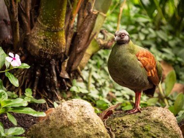 Yağmur ormanlarında dişi armalı keklik.