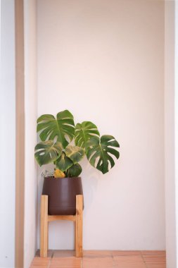 Koyu tencerede beyaz arka planda bir canavar bitkisi. Canavar bitkisi, üzerinde kopya alanı olan bir tencerede..