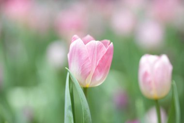Altta pembe laleler ve yeşil yapraklar var. Arkaplanı bulanık pembe laleler. 