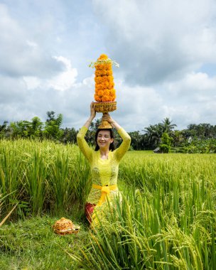 Geleneksel Bali kostümü giymiş beyaz kadın Hindu dini törenine hazırlanıyor. Kültür ve din. Kadife çiçeklerinden yapılmış Tanrı 'nın armağanları. Endonezya, Bali 'de pirinç tarlası