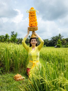 Geleneksel Bali kostümü giymiş beyaz kadın Hindu dini törenine hazırlanıyor. Kültür ve din. Kadife çiçeklerinden yapılmış Tanrı 'nın armağanları. Endonezya, Bali 'de pirinç tarlası