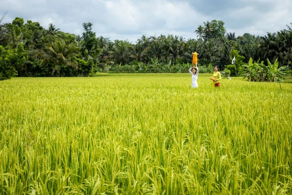 Geleneksel Balili kostümlü Kafkasyalı kadınlar Hindu dini ayini için hediyeler taşıyorlar. Kültür ve din. Kadife çiçeklerinden yapılmış kurbanlar. Manzara görüntüsü. Bali 'deki pirinç tarlası.