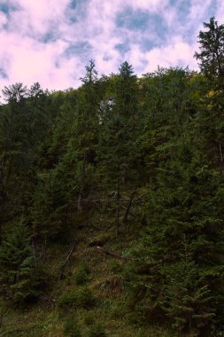 Dağlar Tatra, Polonya, uzun ağaçlar, çamlar