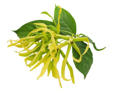 ylang ylang flower isolated on white background clipart
