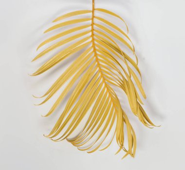 Beyaz arkaplanda tropik kuru palmiye yaprağı