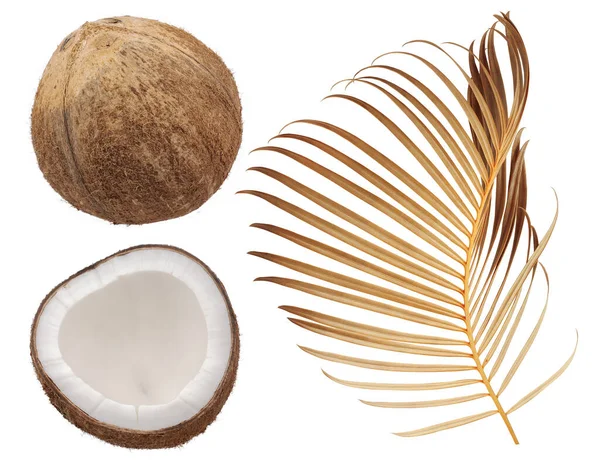 Kokosové Palmy Ovoce Izolované Bílém Pozadí — Stock fotografie