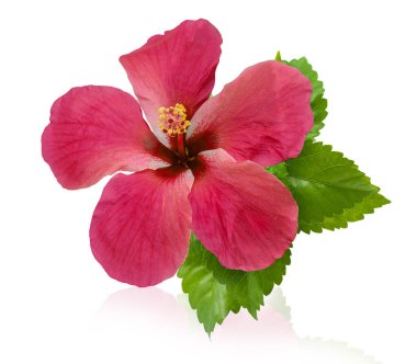Beyaz arkaplanda izole edilmiş Hibiscus çiçeği