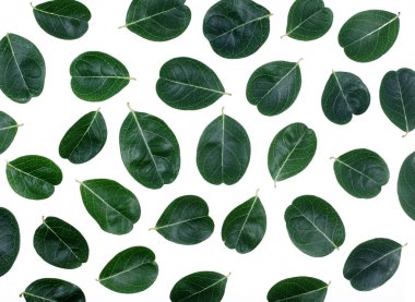 Beyaz arkaplanda yalıtılmış tropikal yaprak