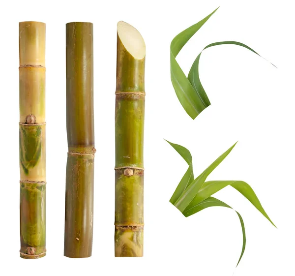 stock image Set of Sugar cane for design isolated on white background