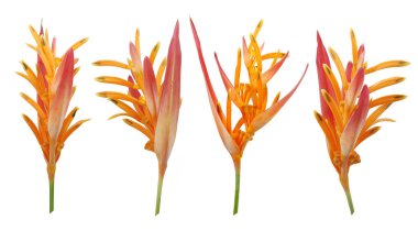 Cennet Kuşu çiçeği beyaz arka planda izole edilmiş