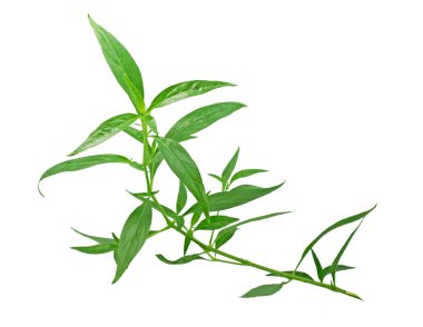 Kariyat, yaratılış beyaz arkaplanda izole edildi.