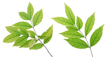 Beyaz arkaplanda yalıtılmış tropikal yaprak