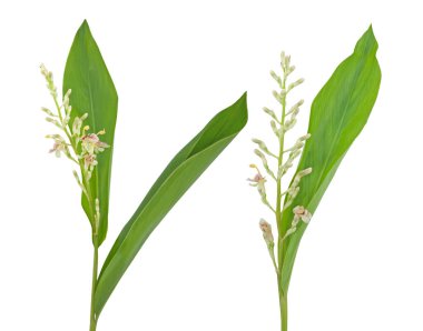 Beyaz arkaplanda zencefil yaprağı izole