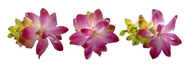 Turmeric fower isolated on white background