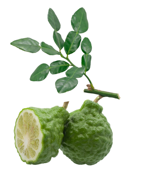 Yaprakları İzole Edilmiş Taze Kaffir Limonları