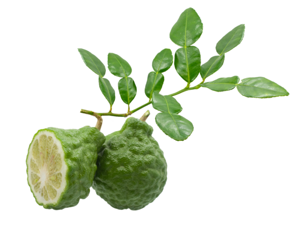 Yaprakları İzole Edilmiş Taze Kaffir Limonları