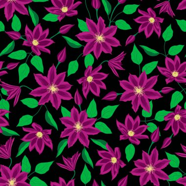 Vektör çizimi. Siyah arkaplandaki mor klematis çiçeği pürüzsüz tekrarlama deseni.