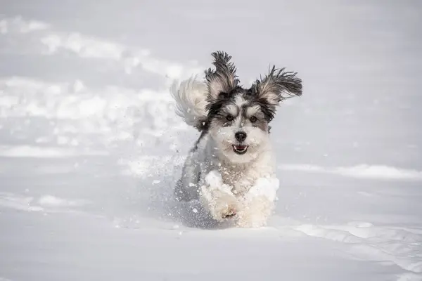 Sarkık kulaklı sevimli siyah beyaz köpek karda koşar.
